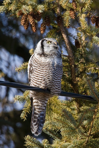 IMG_6679c.jpg - Northern Hawk-Owl (Surnia ulula)